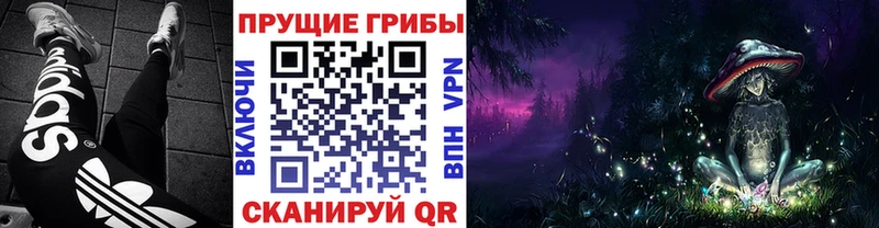 Псилоцибиновые грибы Psilocybe Петрозаводск